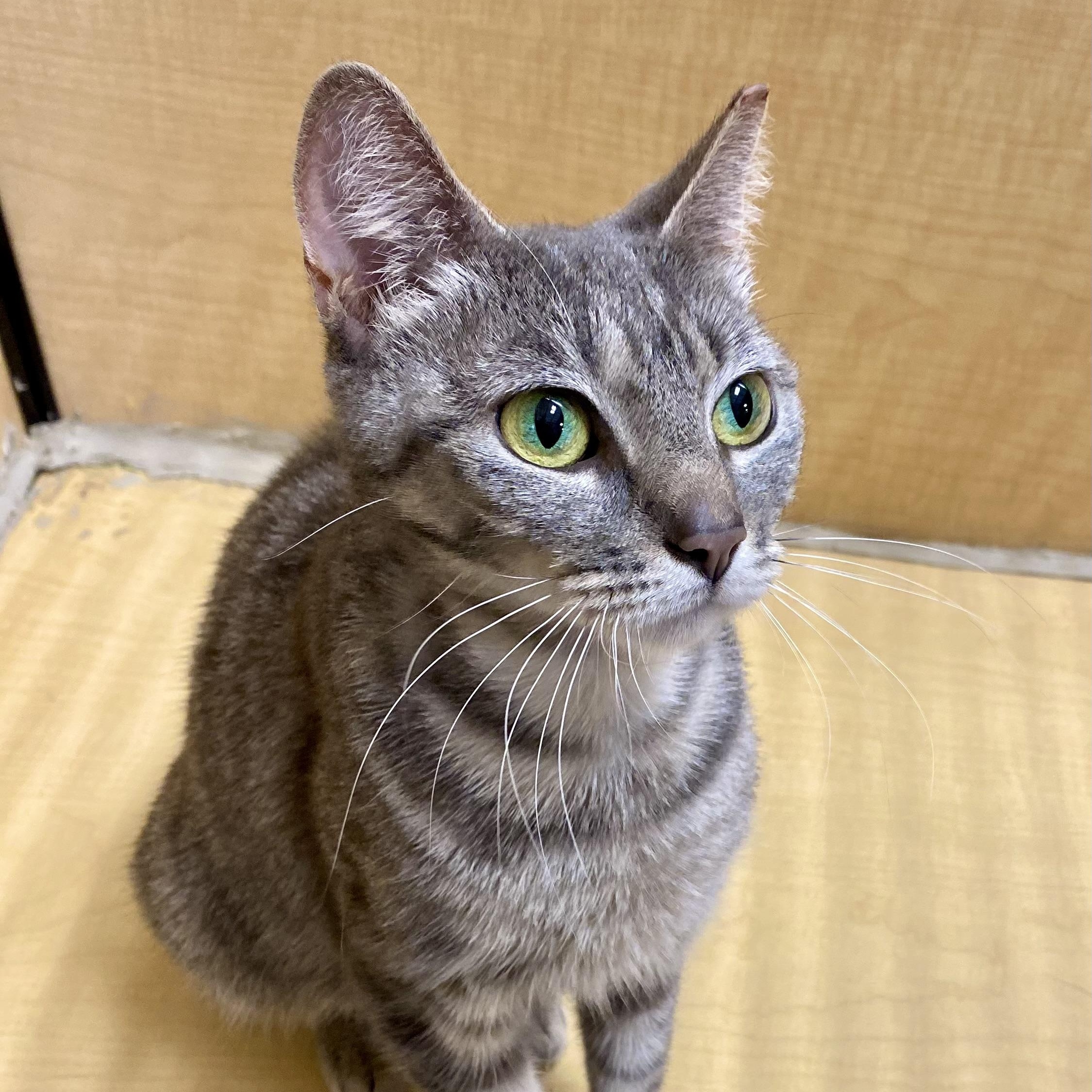 Billie, a Adoptable Domestic Short Hair in Norwalk, CT image 3/4