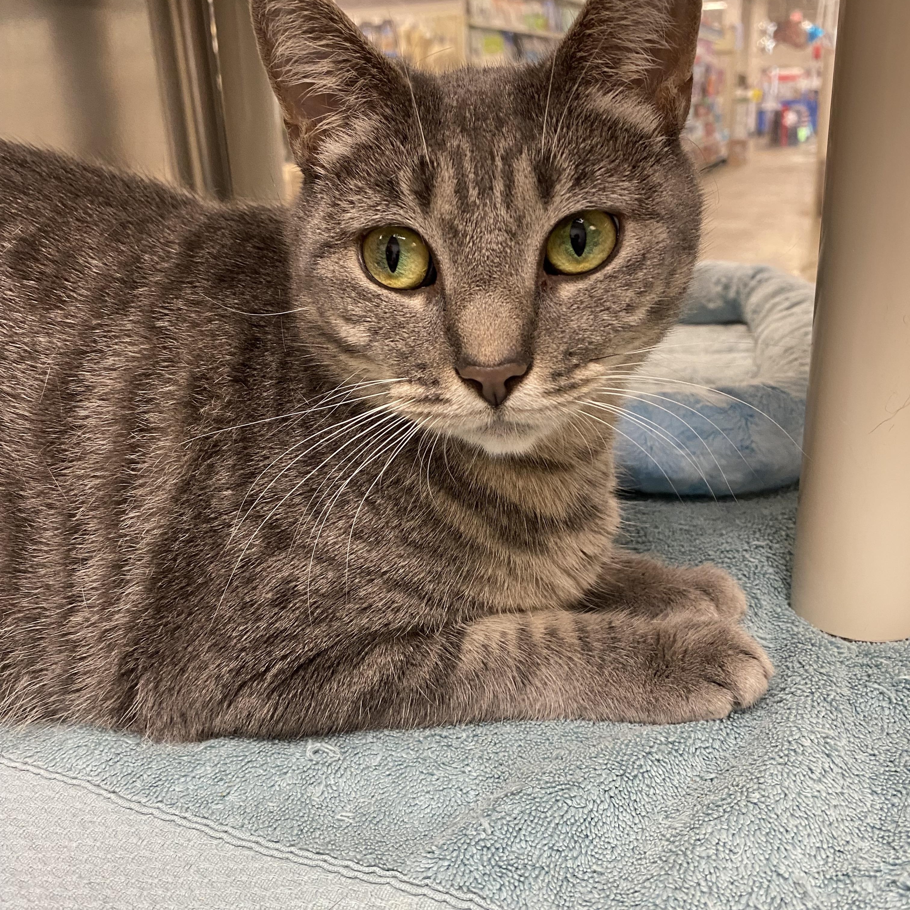 Billie, a Adoptable Domestic Short Hair in Norwalk, CT image 1/4