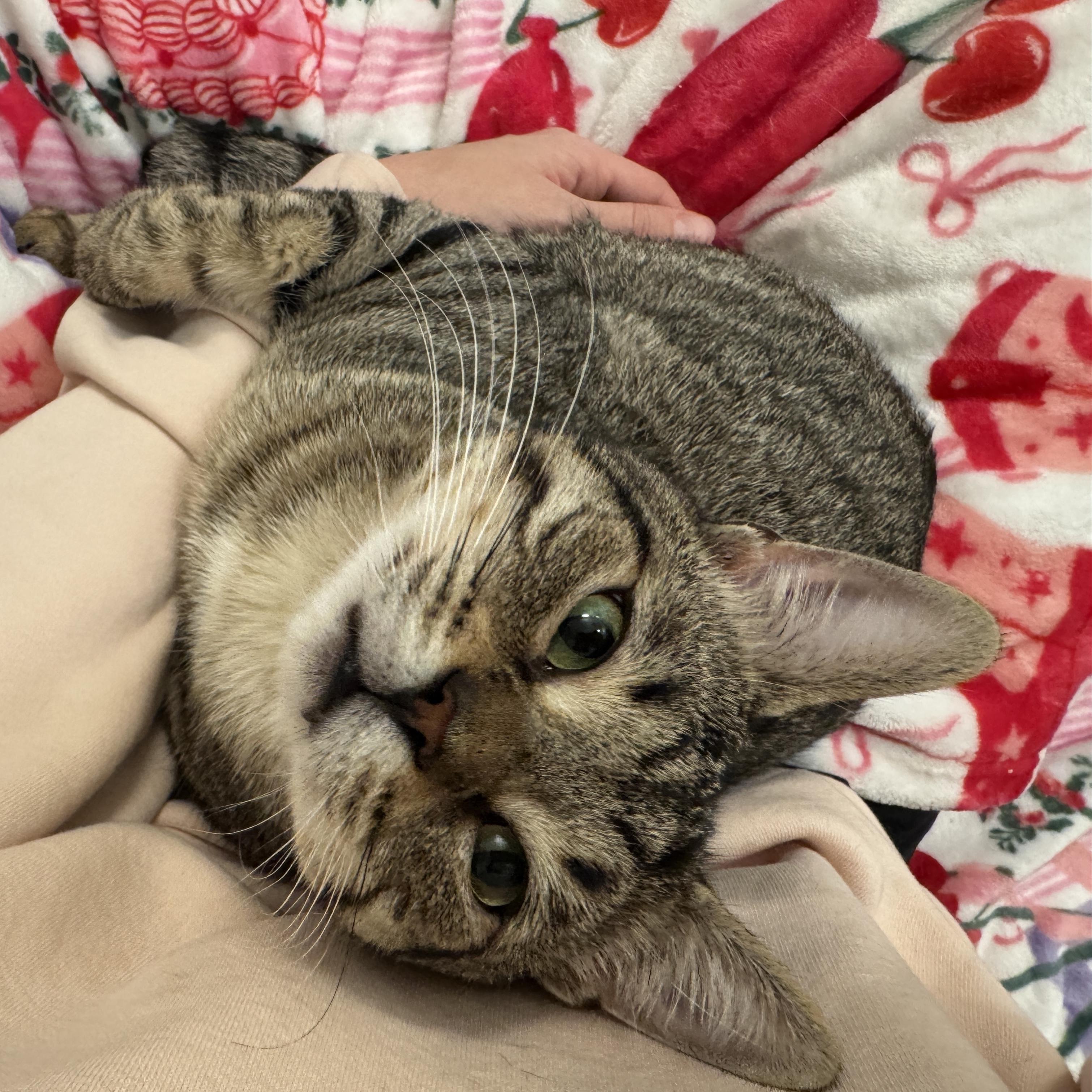 Enlarge Billie, a Adoptable Domestic Short Hair in Norwalk, CT image 5/6