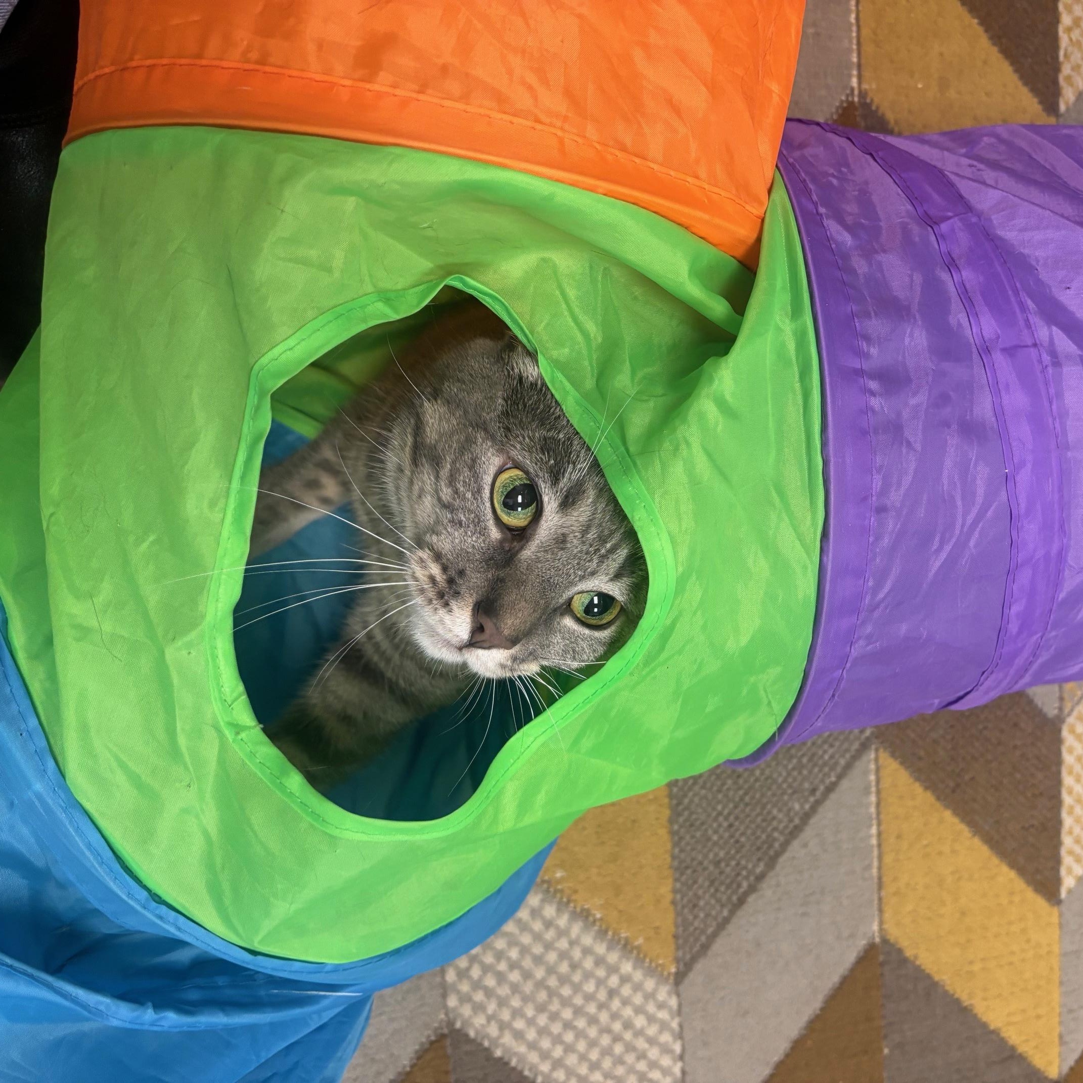 Enlarge Billie, a Adoptable Domestic Short Hair in Norwalk, CT image 6/6