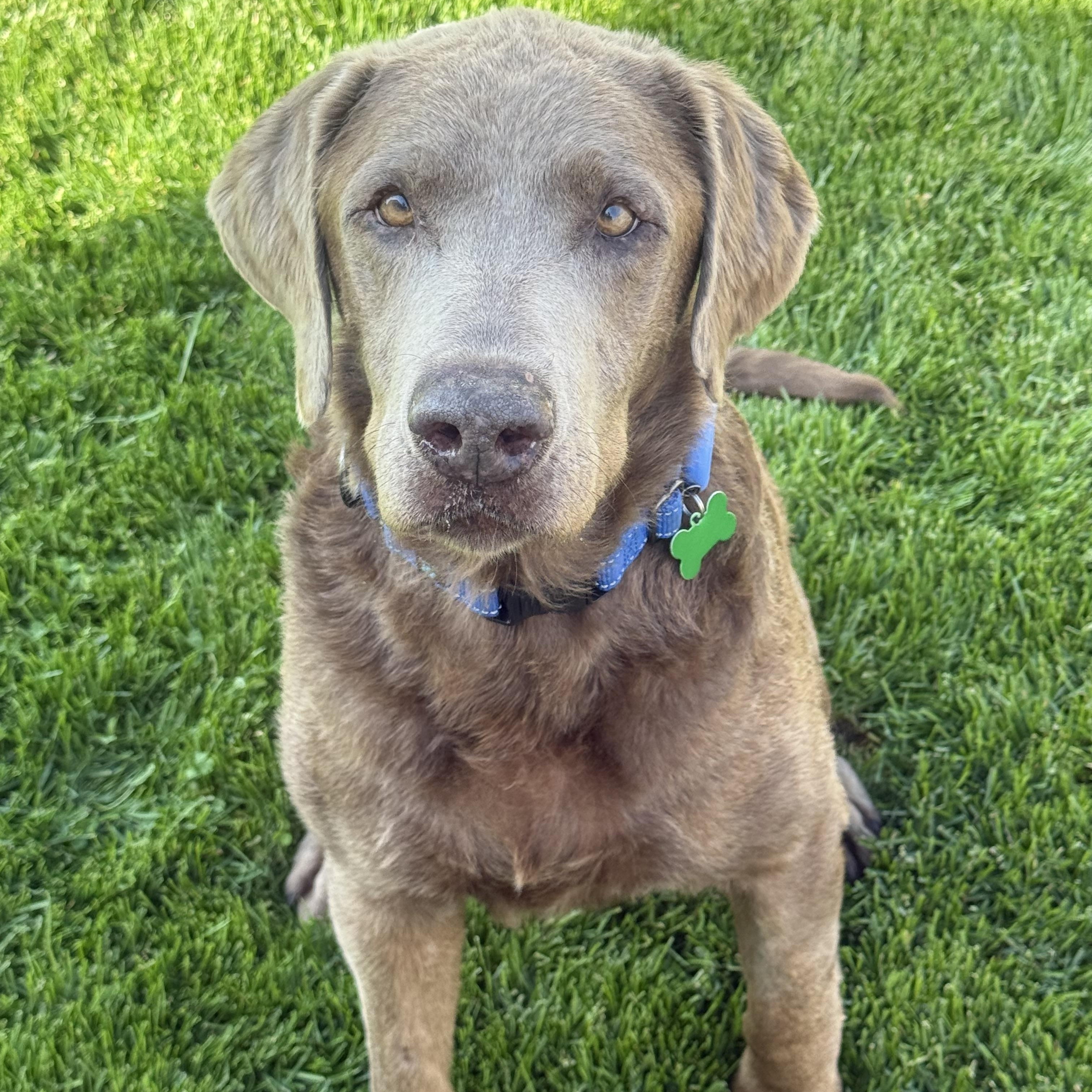 Alf, an adopted Labrador Retriever in Itasca, IL image 3/3