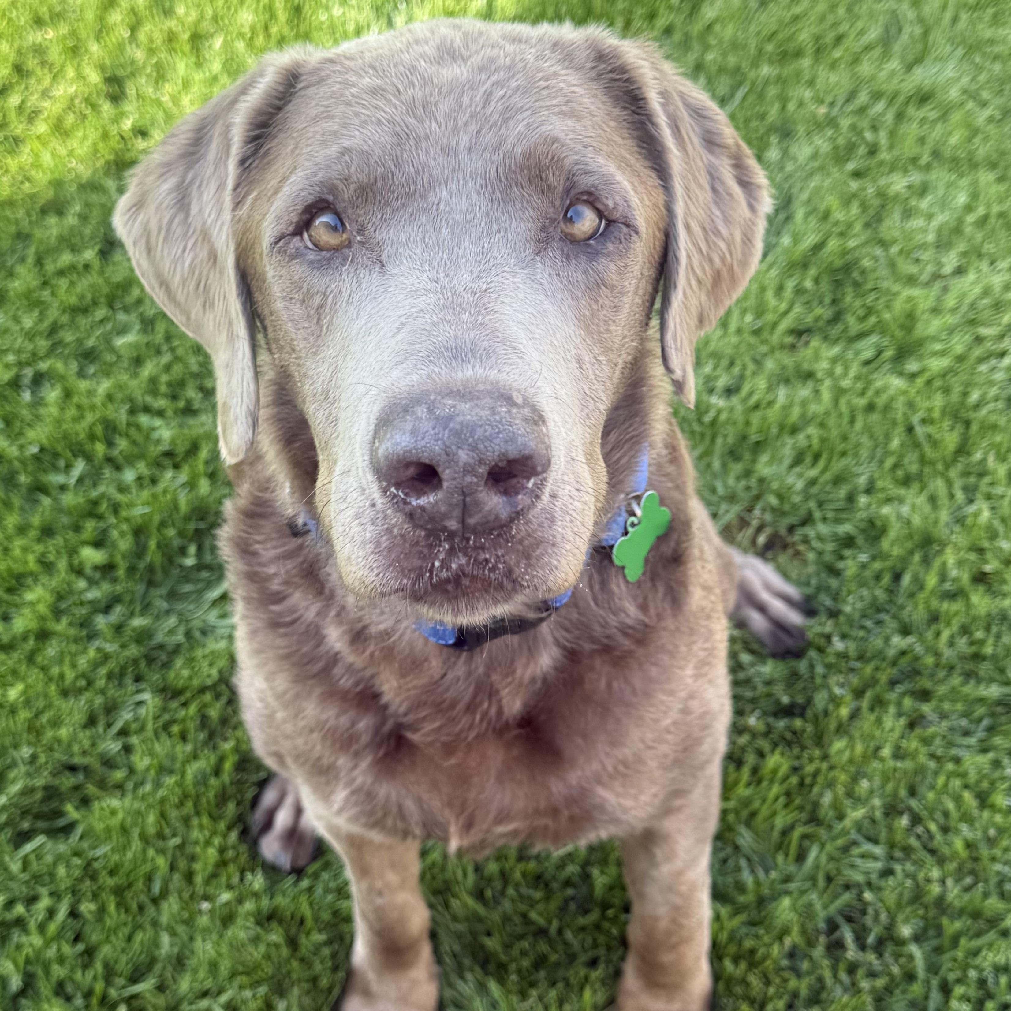 Alf, adopted, Senior Male Labrador Retriever.