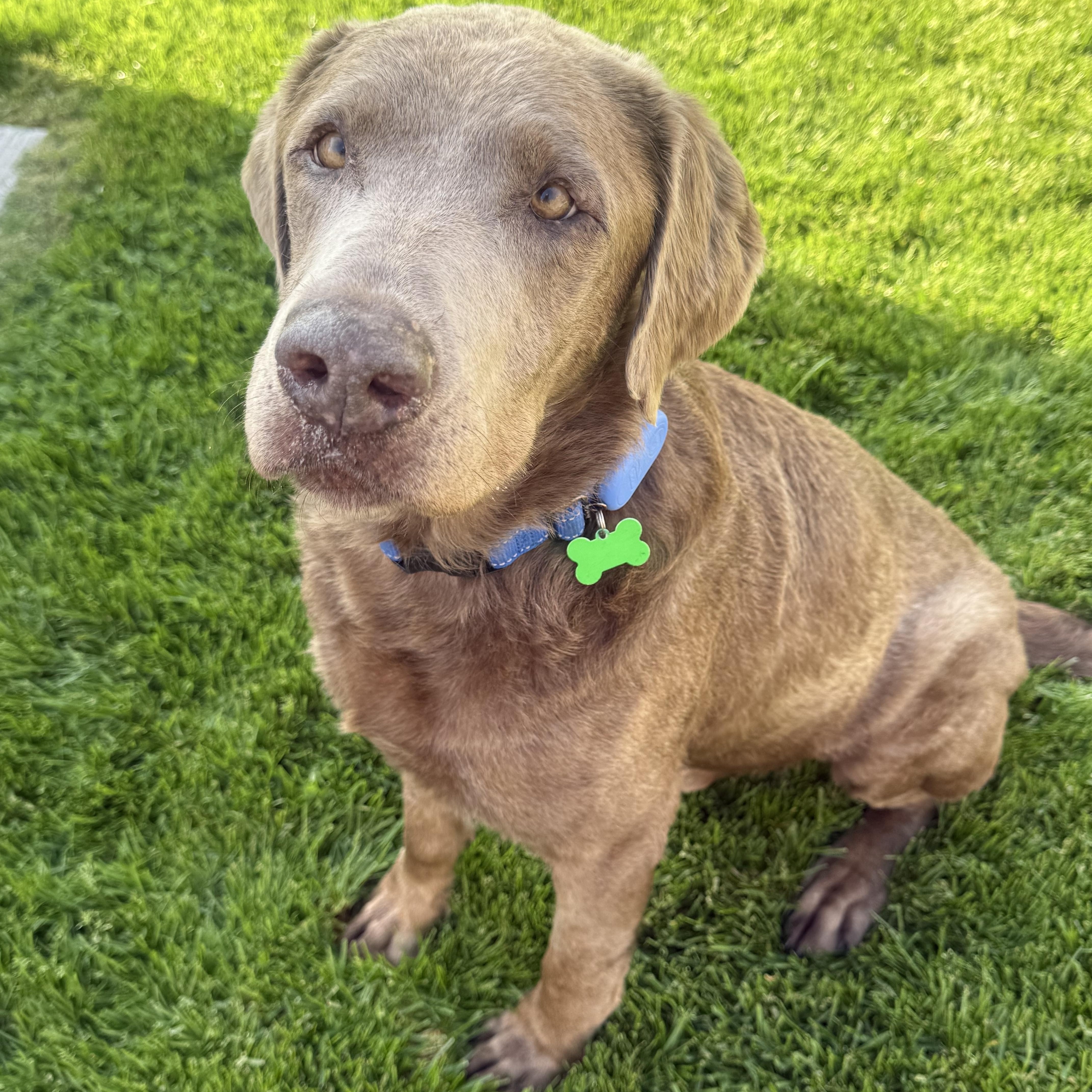 Alf, an adopted Labrador Retriever in Itasca, IL image 2/3