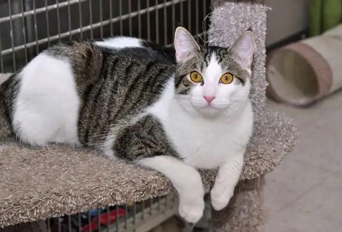 Swiss, a ADOPTABLE Domestic Short Hair in Coupeville, WA image 1/3