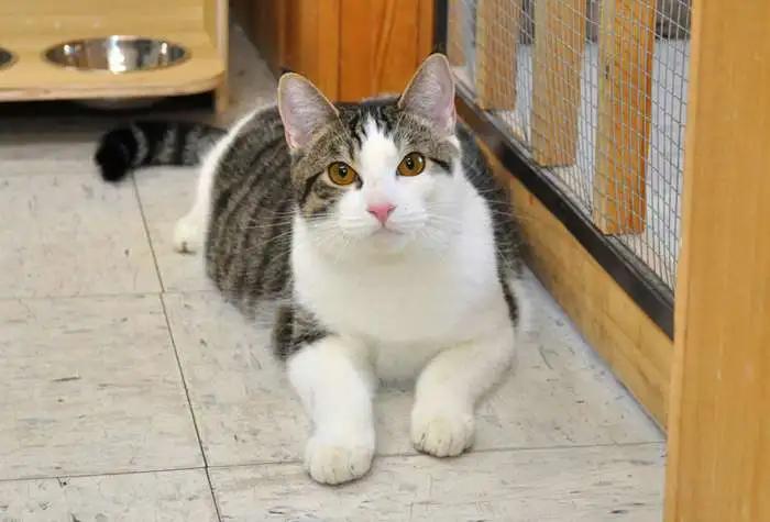 Swiss, a ADOPTABLE Domestic Short Hair in Coupeville, WA image 2/3