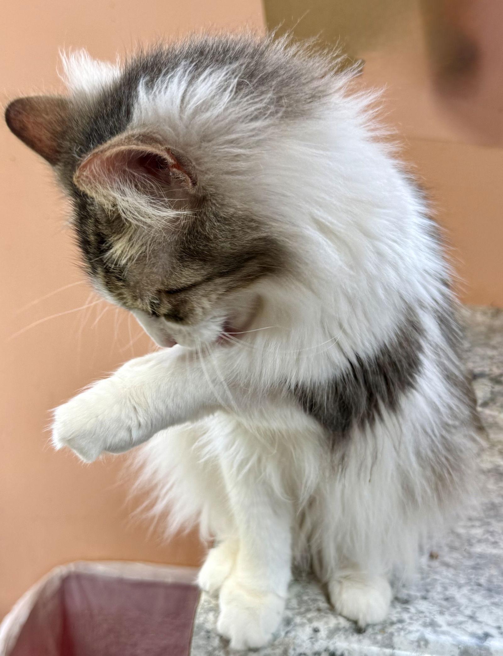 Zahara, Adoptable, Young Female American Shorthair.