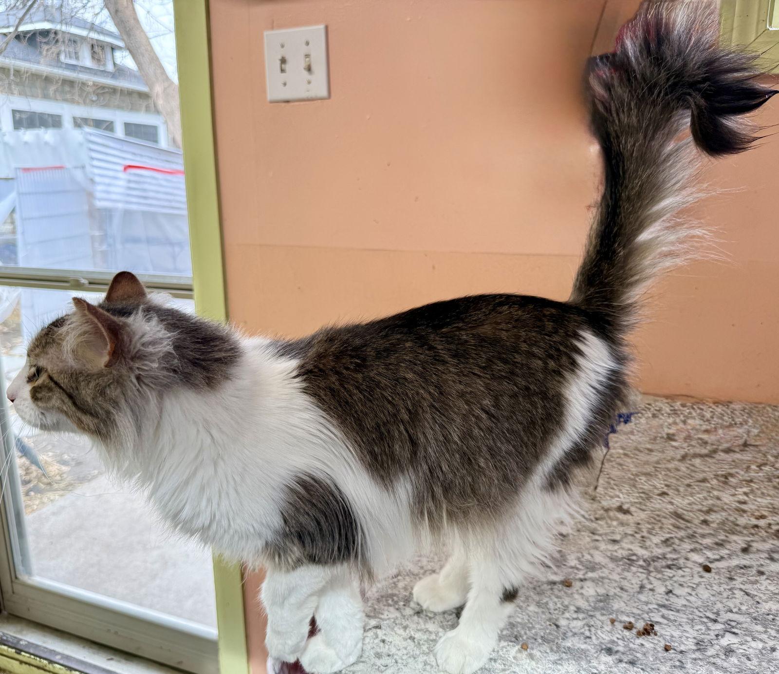 Zahara, Adoptable, Young Female Domestic Long Hair.