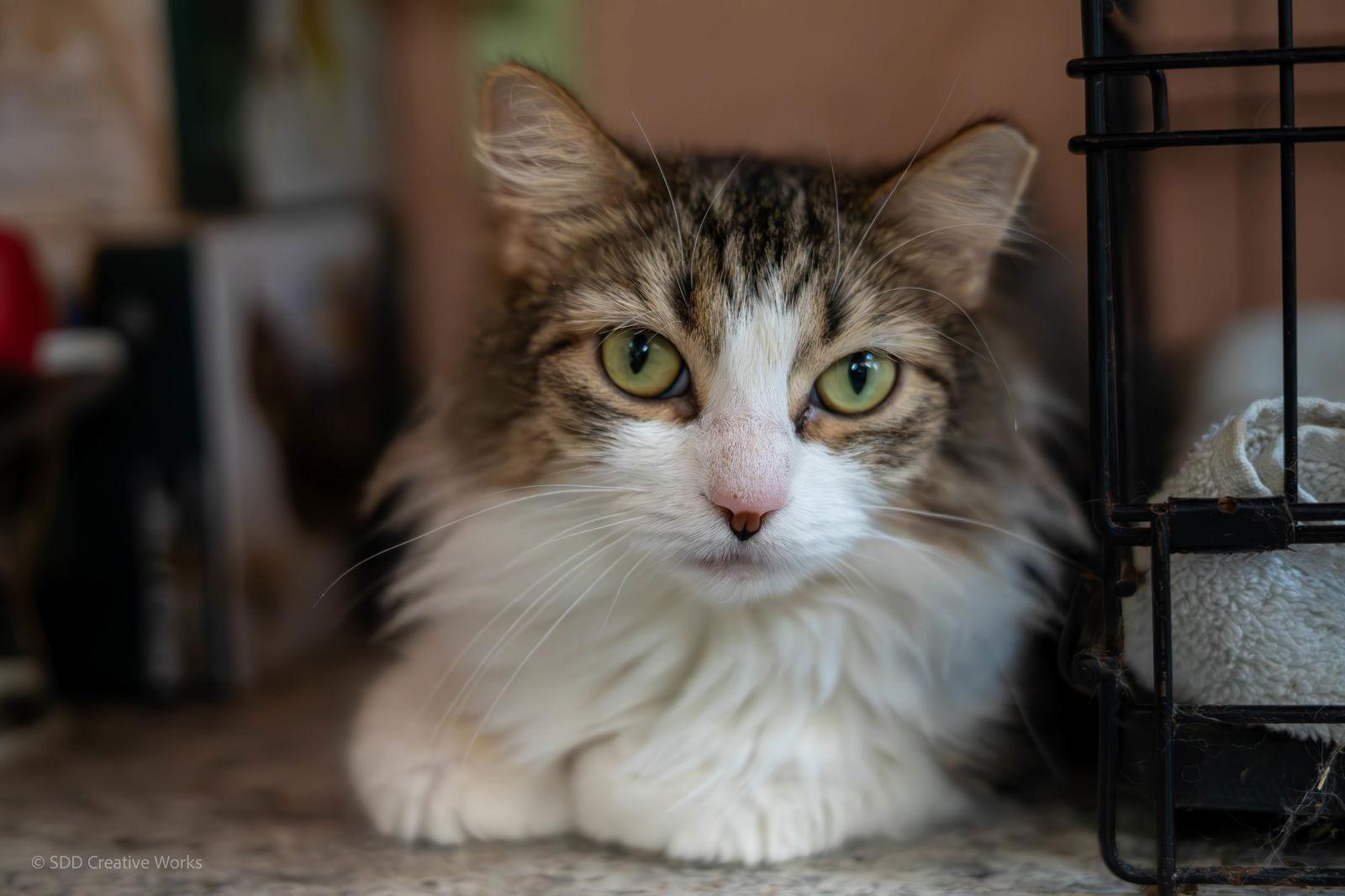 Zahara, Adoptable, Young Female American Shorthair.