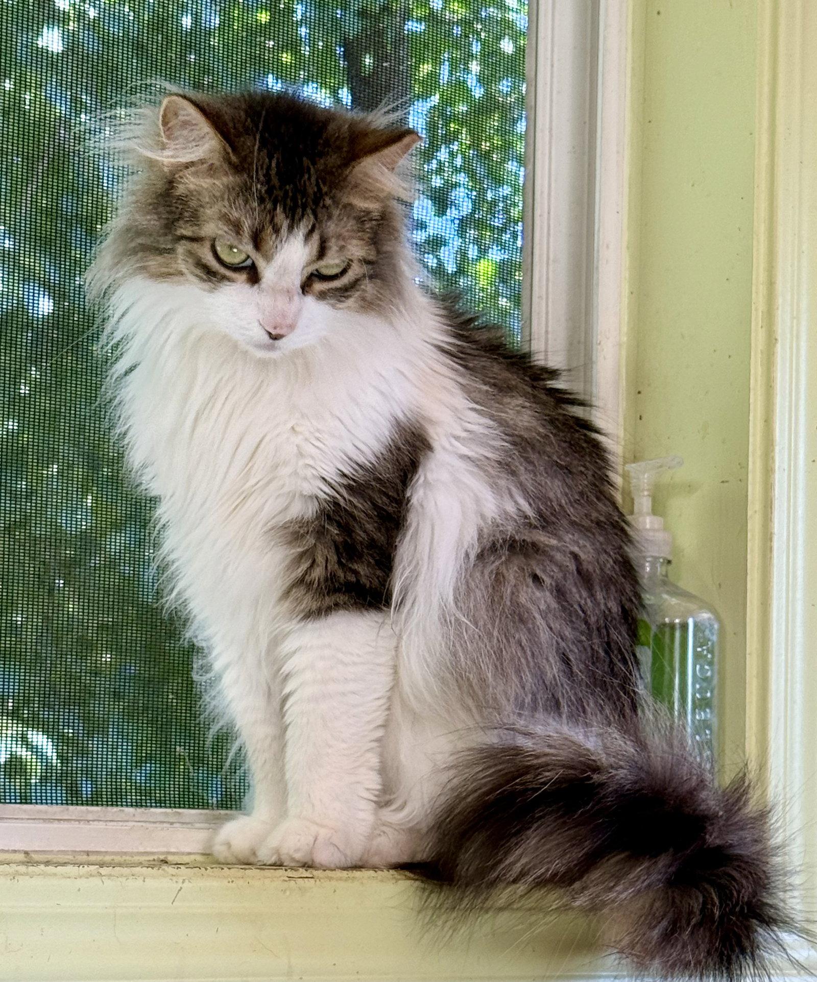 Enlarge Zahara, a Adoptable Domestic Long Hair in Maywood, IL image 3/3