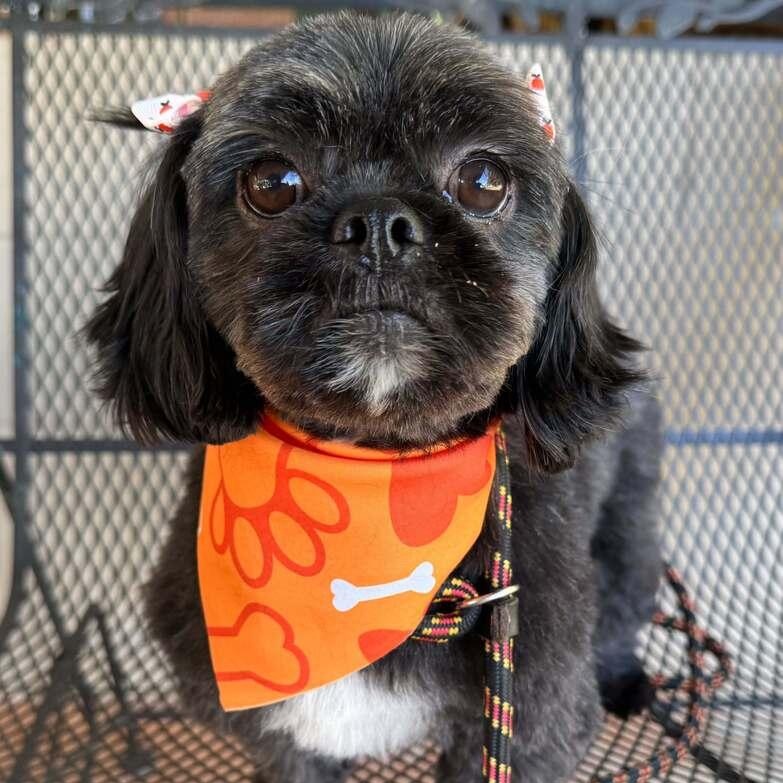 Kate Spade, Adoptable, Young Female Shih Tzu.