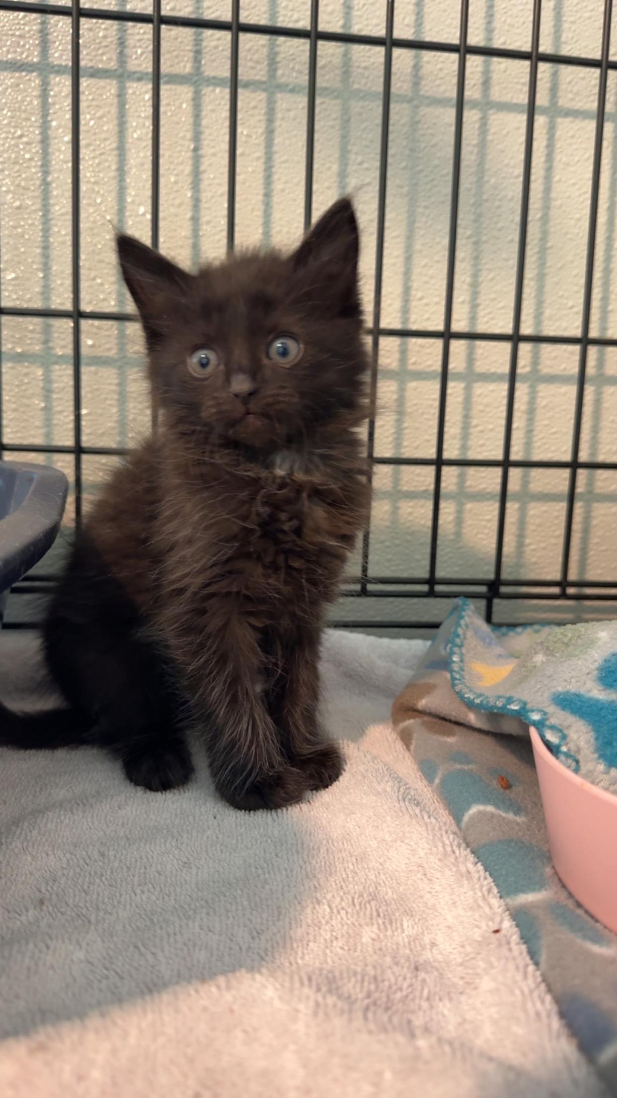 Enlarge Archie, a Adopted Domestic Short Hair in Pinson, AL image 1/1