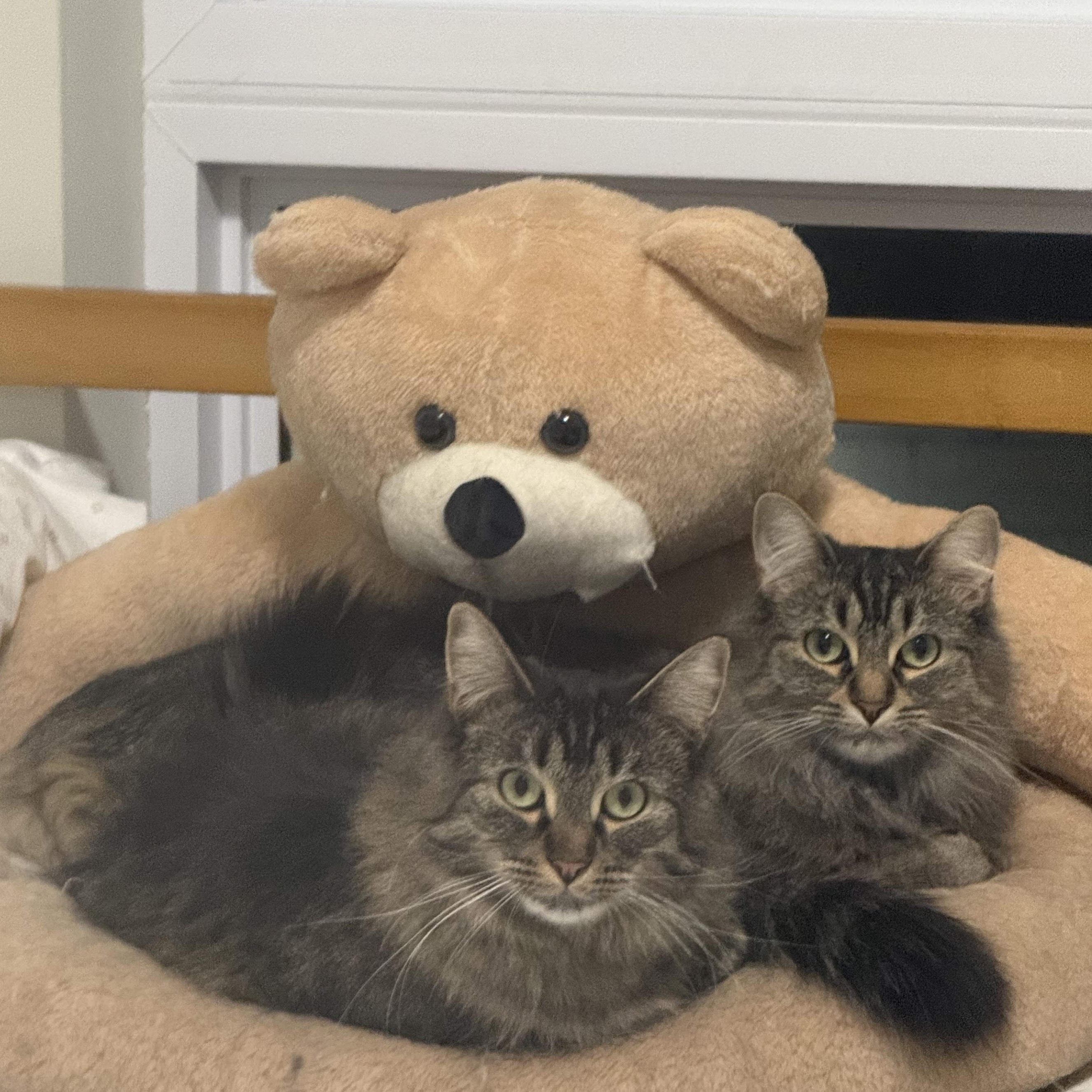 Coco & Lola (Bonded Pair), an adopted Domestic Medium Hair in Sterling Heights, MI image 1/4