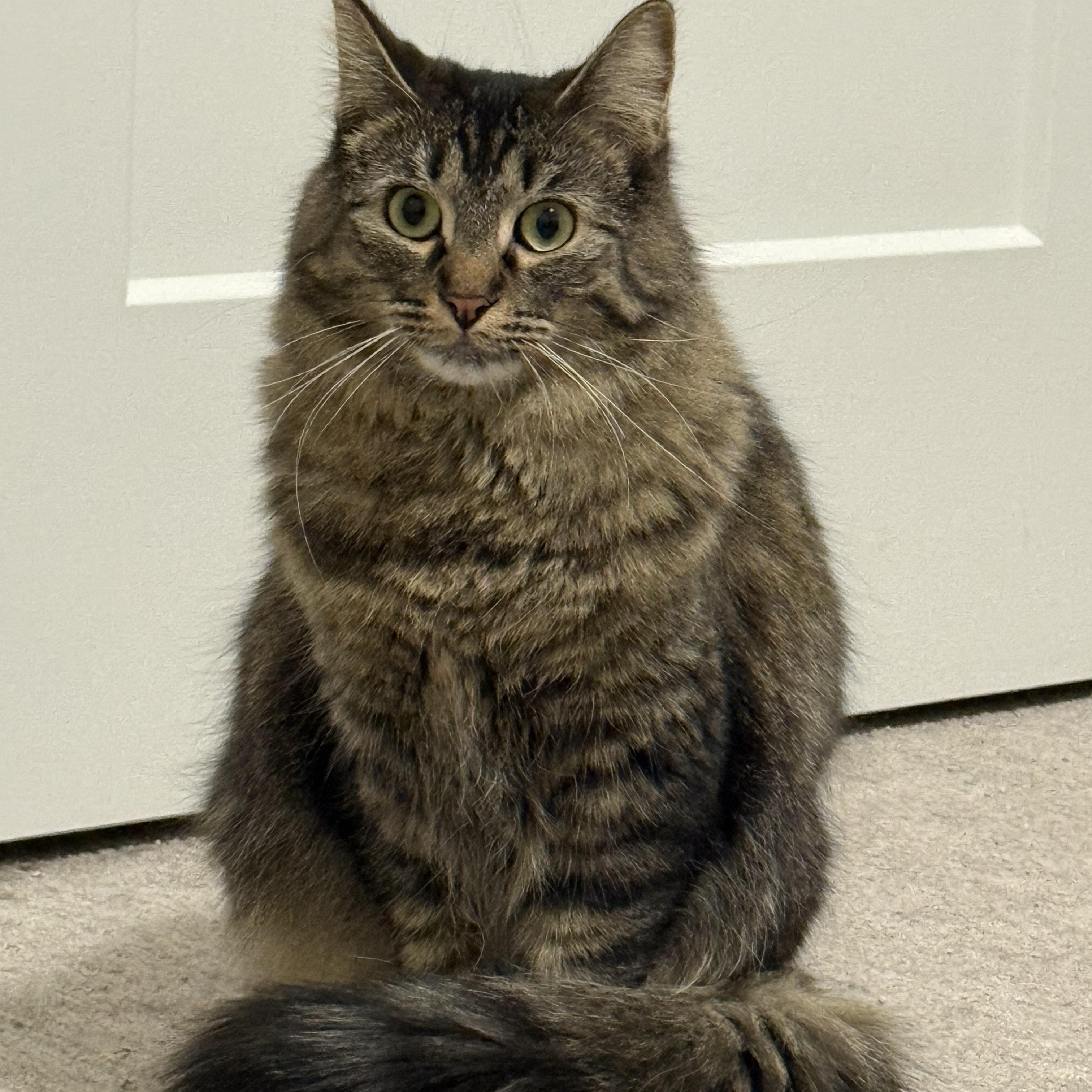 Coco & Lola (Bonded Pair), an adopted Domestic Medium Hair in Sterling Heights, MI image 3/4