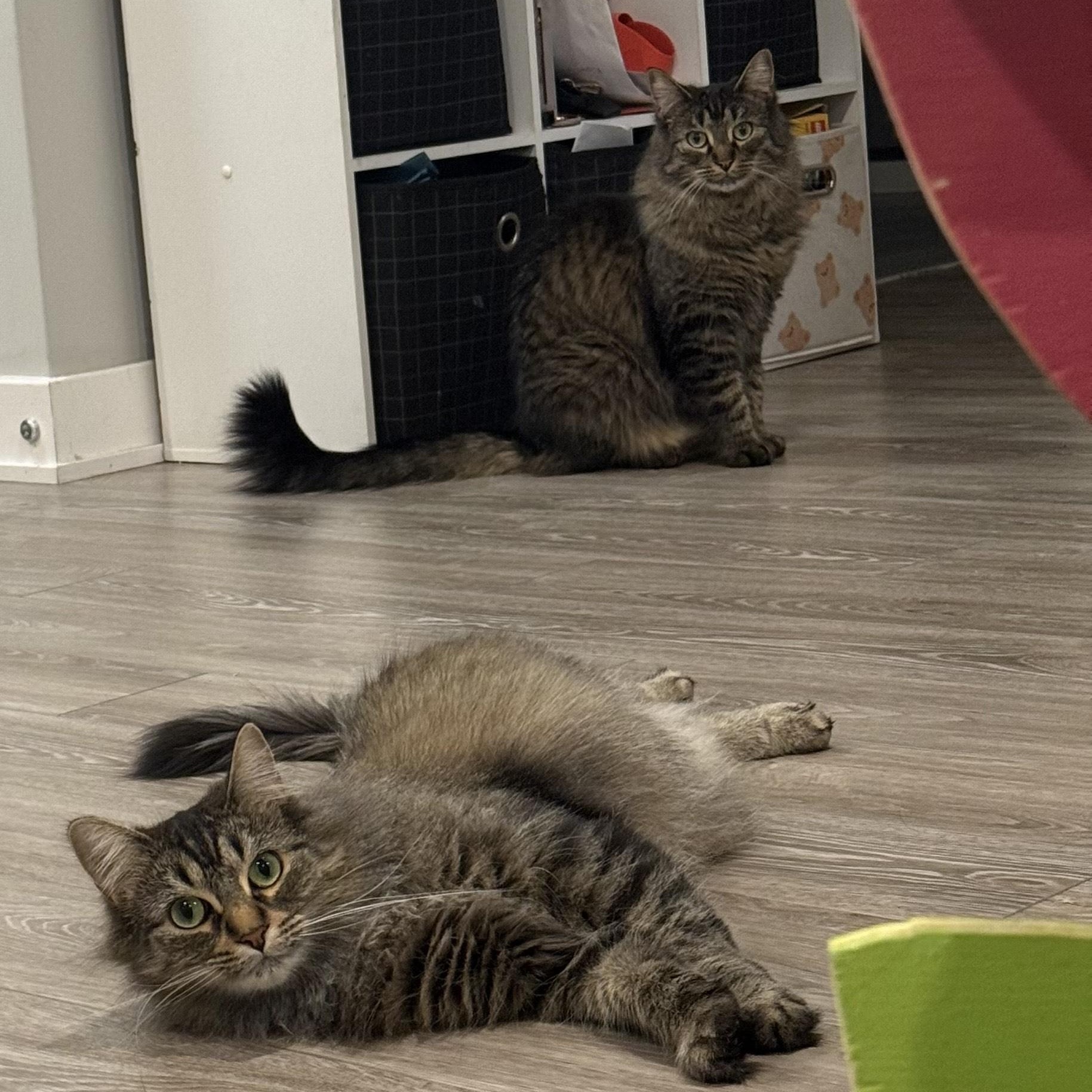 Coco & Lola (Bonded Pair), an adopted Domestic Medium Hair in Sterling Heights, MI image 4/4