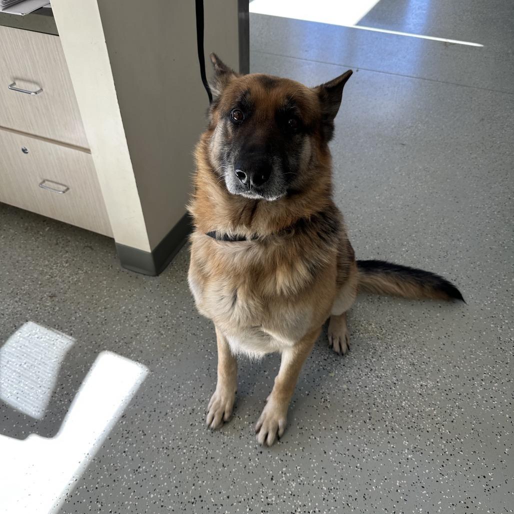 Enlarge Duke, a Adoptable German Shepherd Dog in Galax, VA image 1/1