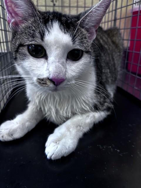 BERNADETTE, Adoptable, Young Female Domestic Short Hair.