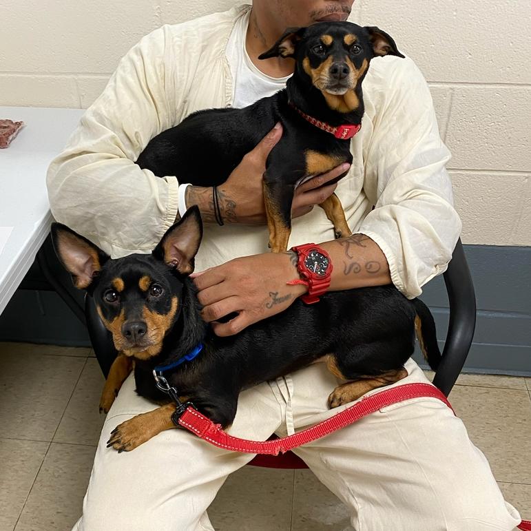 Sugar, Adoptable, Adult Female Chihuahua & Dachshund.