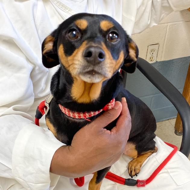 Enlarge Sugar, a Adoptable mixed breed in Little Rock, AR image 1/6