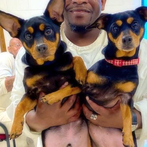 Enlarge Sugar, a Adoptable mixed breed in Little Rock, AR image 2/6