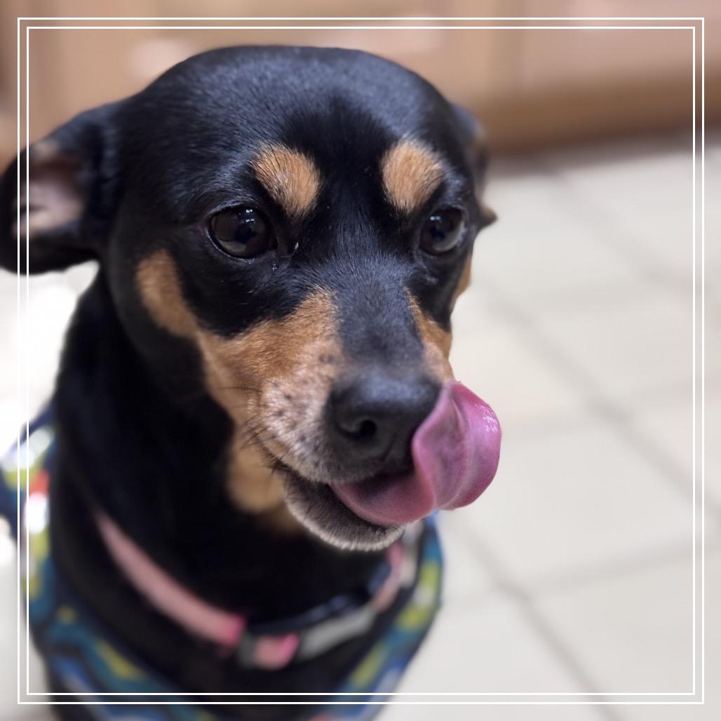 Enlarge Sugar, a Adoptable mixed breed in Little Rock, AR image 2/3