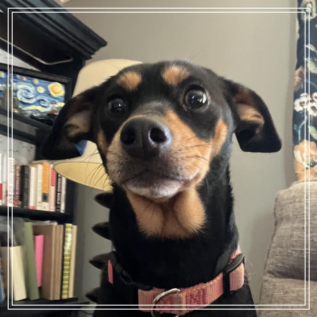 Enlarge Sugar, a Adoptable mixed breed in Little Rock, AR image 3/3