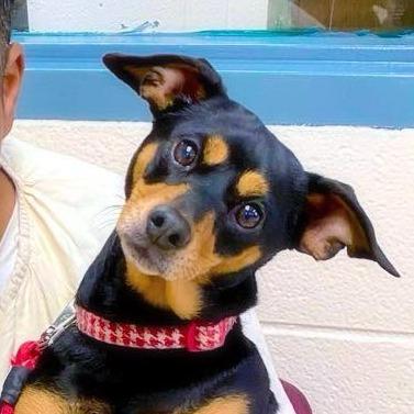 Enlarge Sugar, a Adoptable mixed breed in Little Rock, AR image 6/6