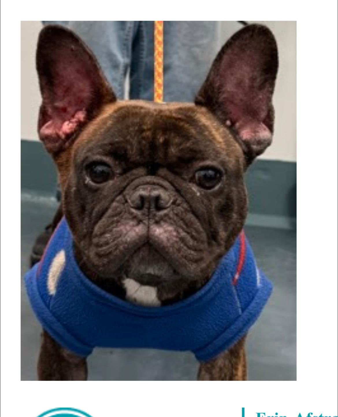 Snowflake, adopted, Adult Female French Bulldog.