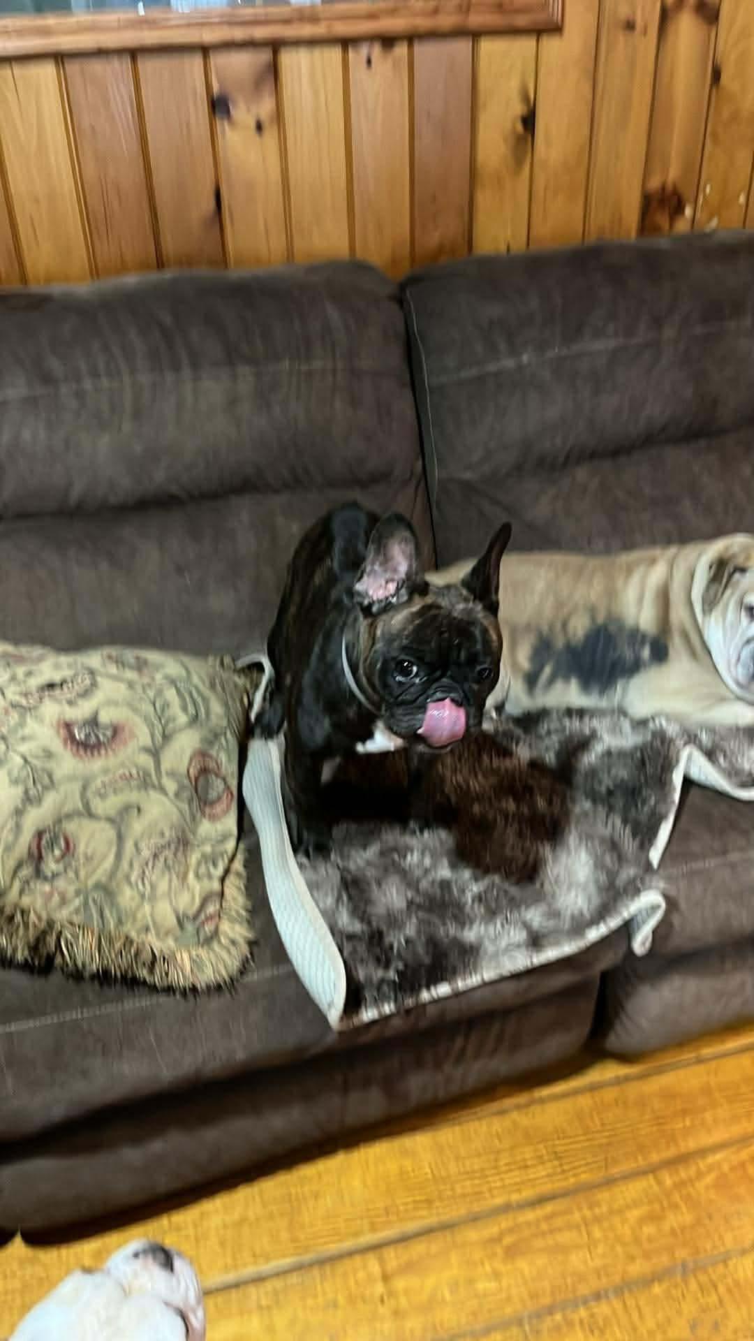 Enlarge Snowflake, an adopted French Bulldog in Greenwich, NY image 2/3