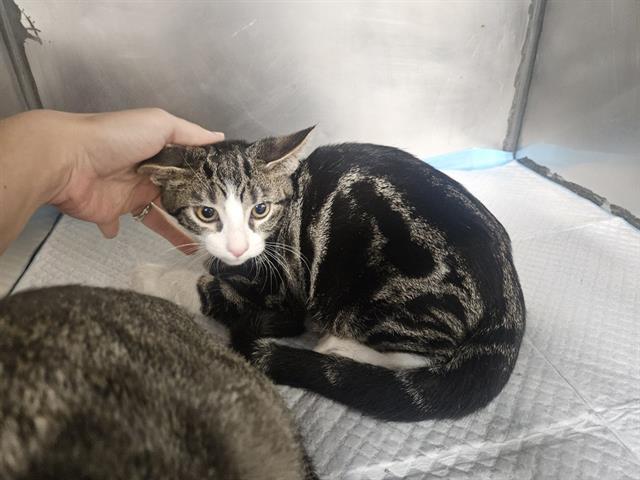 JUNIOR, Adoptable, Kitten Male Domestic Short Hair.