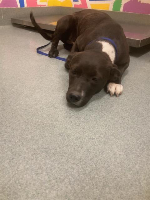 AQUA, Adoptable, Young Female Pit Bull Terrier & Mixed Breed.