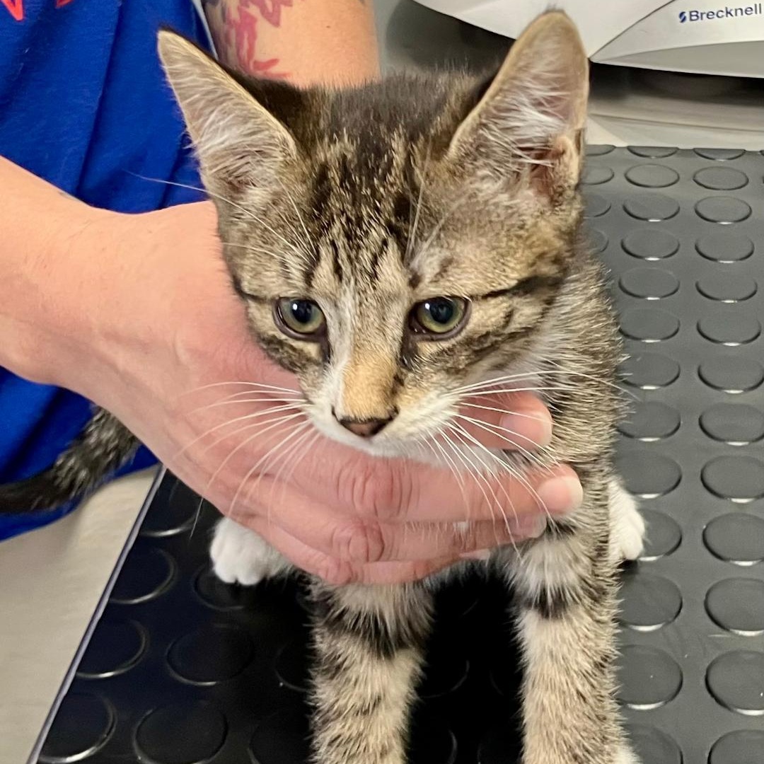 Enlarge Pepper, a ADOPTABLE Domestic Short Hair in Gastonia, NC image 1/1