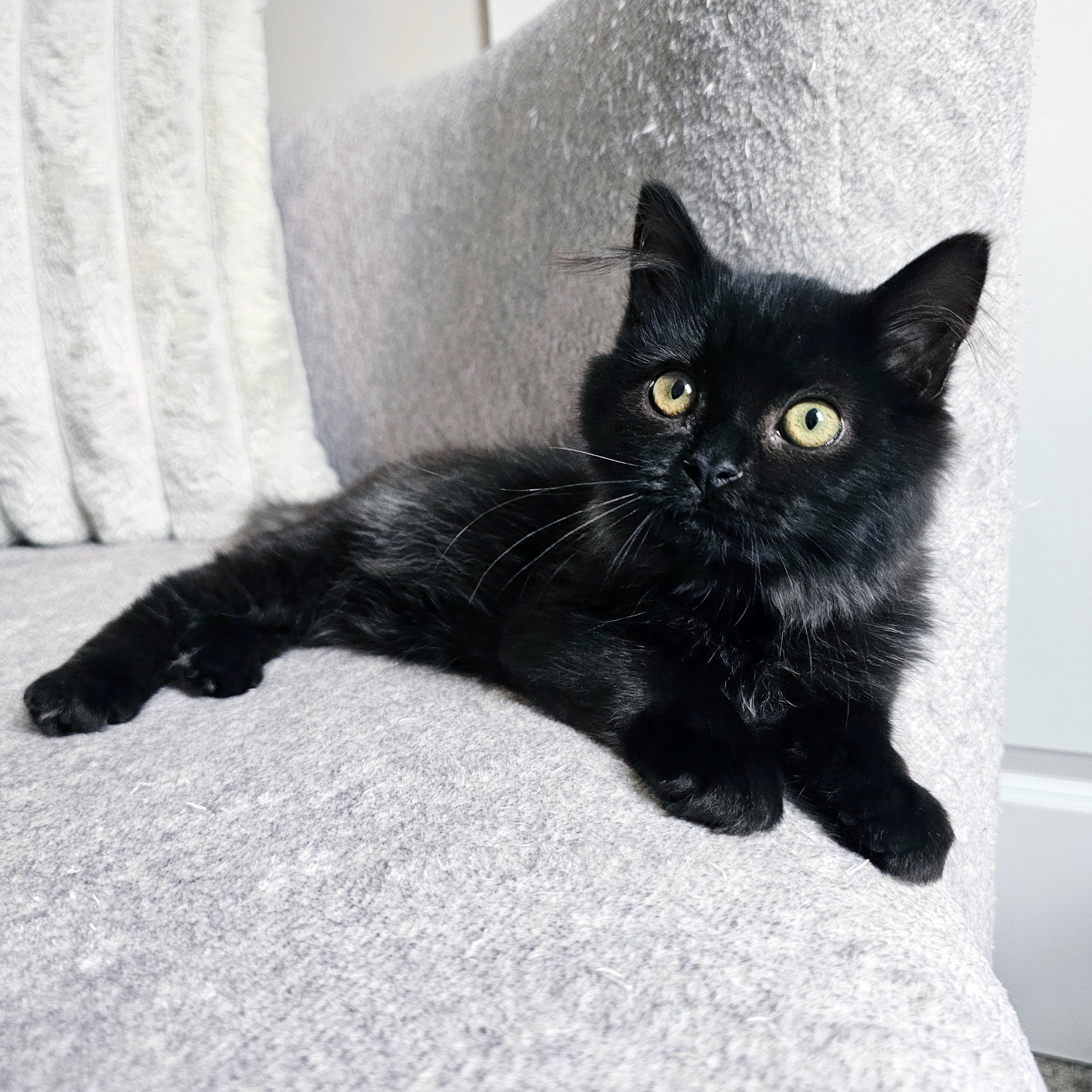 Enlarge Allume, an adopted Domestic Long Hair in Apex, NC image 2/3