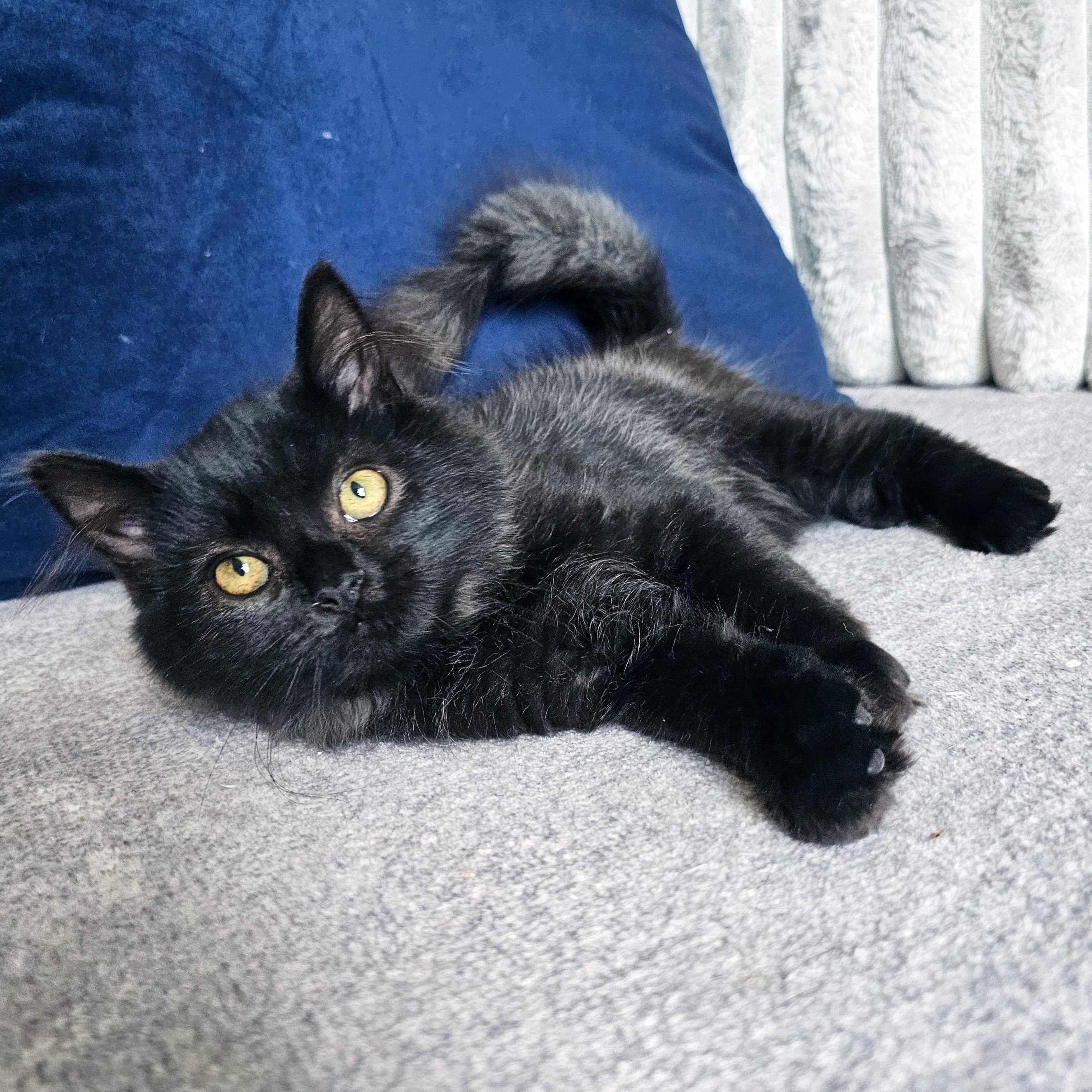 Enlarge Allume, an adopted Domestic Long Hair in Apex, NC image 1/3