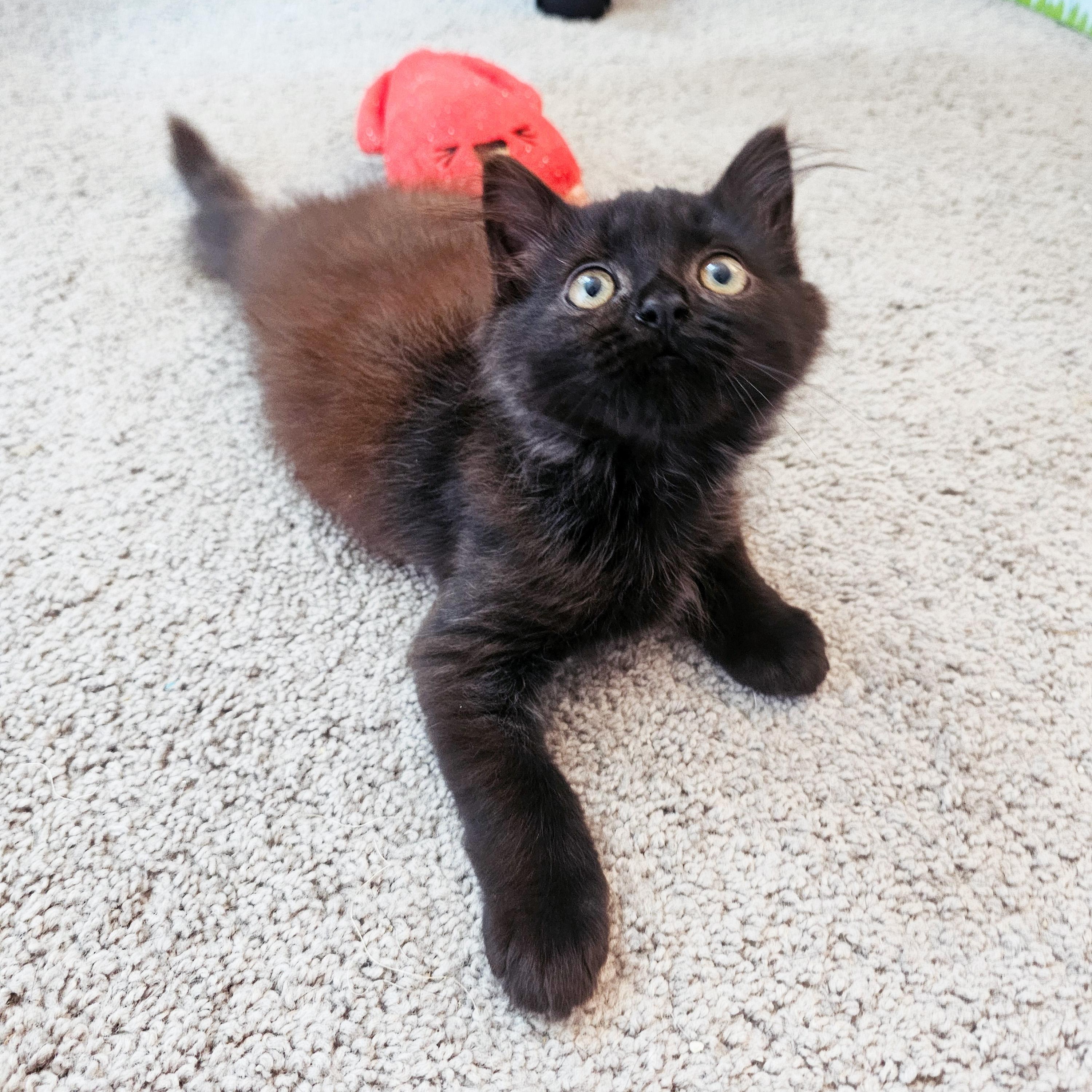 Enlarge Allume, an adopted Domestic Long Hair in Apex, NC image 3/3