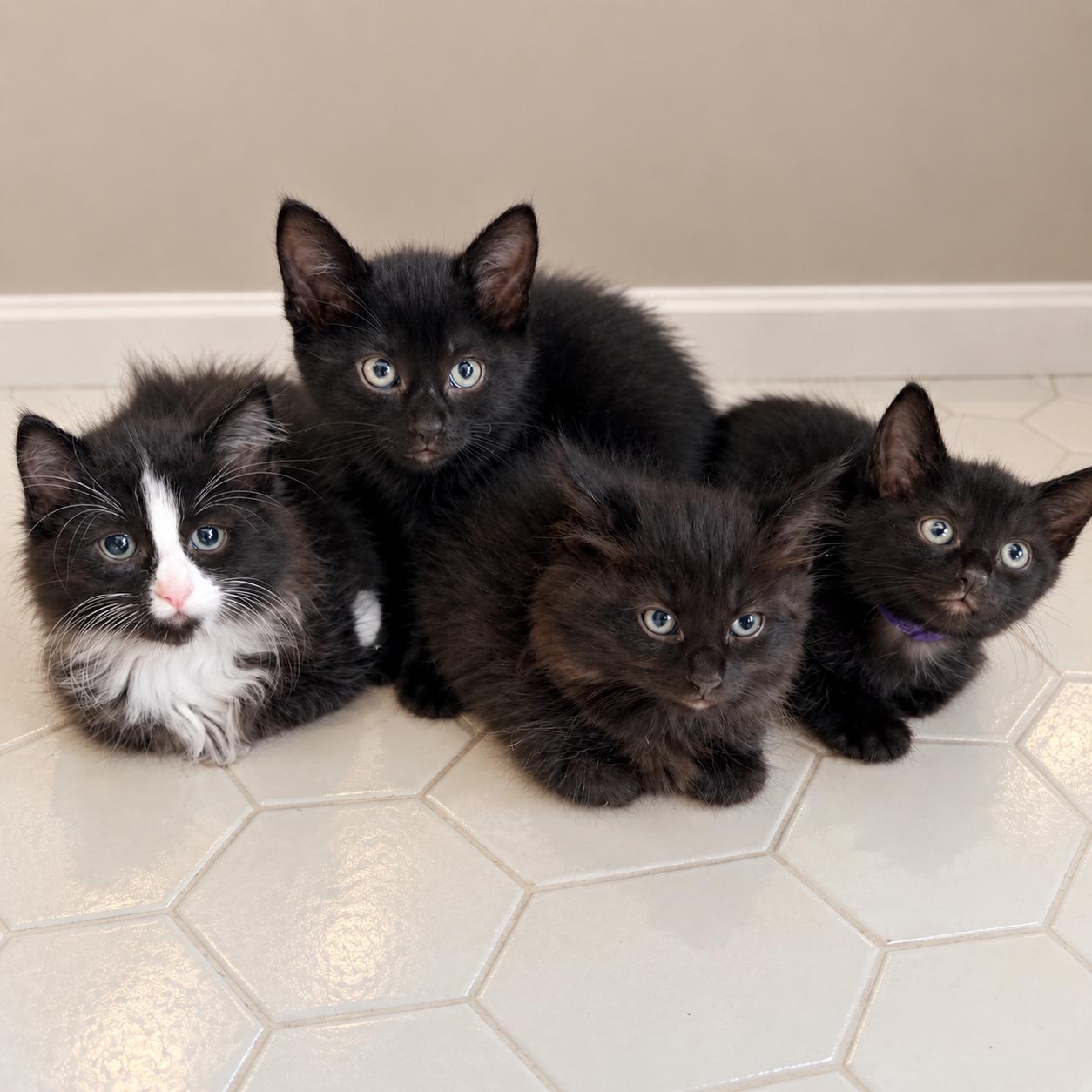 Enlarge Brie, a Adoptable Domestic Medium Hair in Hillsborough, NJ image 5/5