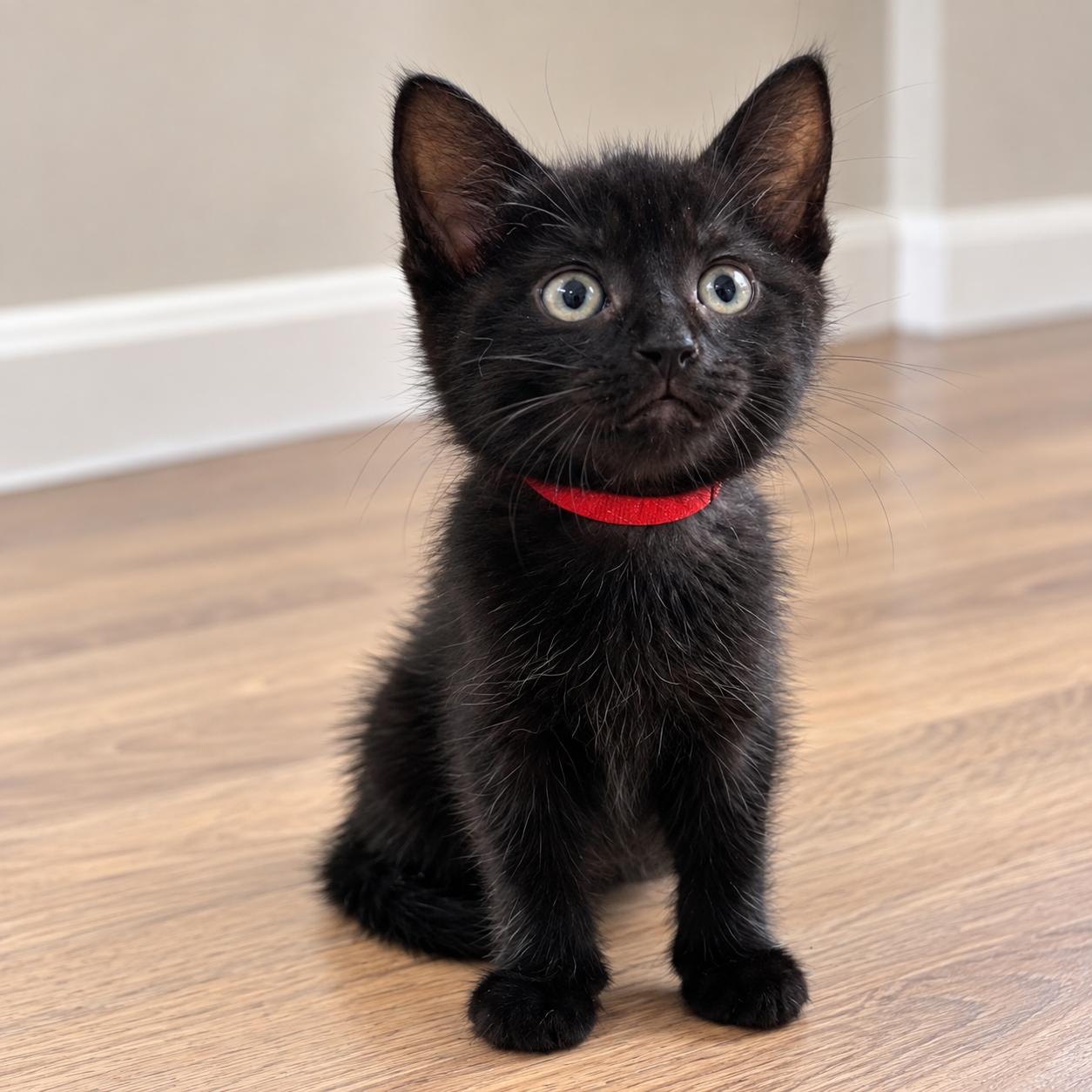 Enlarge Brie, a Adoptable Domestic Medium Hair in Hillsborough, NJ image 4/5