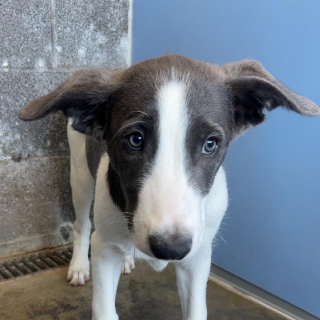 Onyx, a Adoptable mixed breed in Show Low, AZ image 1/2
