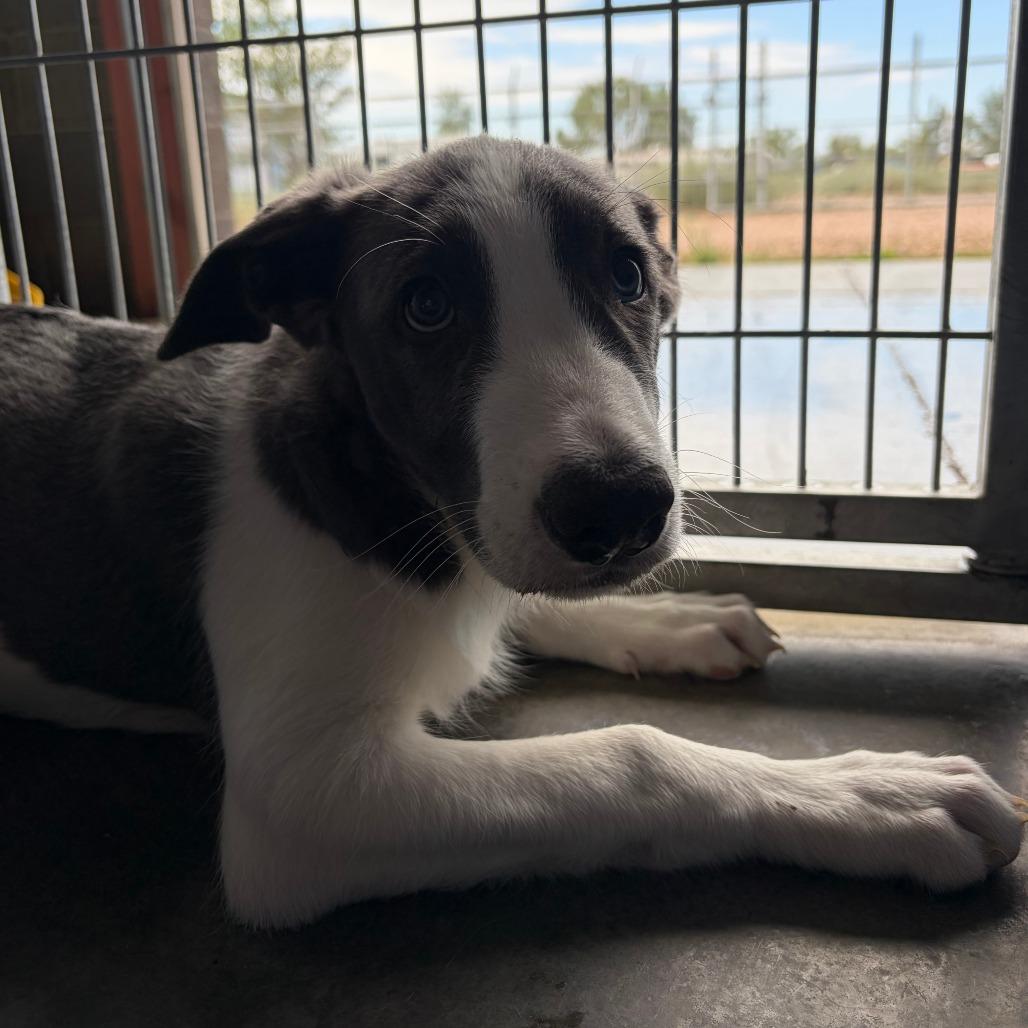 Onyx, a Adoptable mixed breed in Show Low, AZ image 2/2