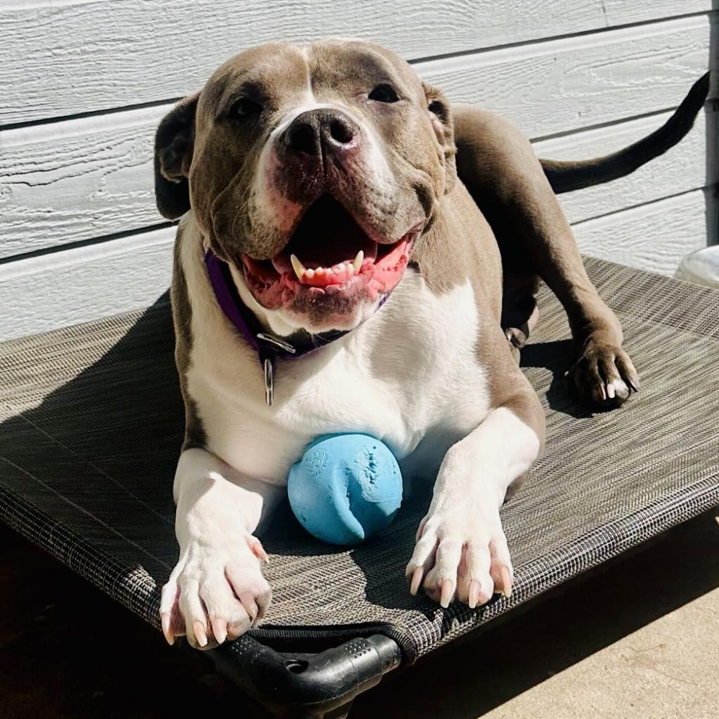 Rocco, Adoptable, Senior Male American Staffordshire Terrier.