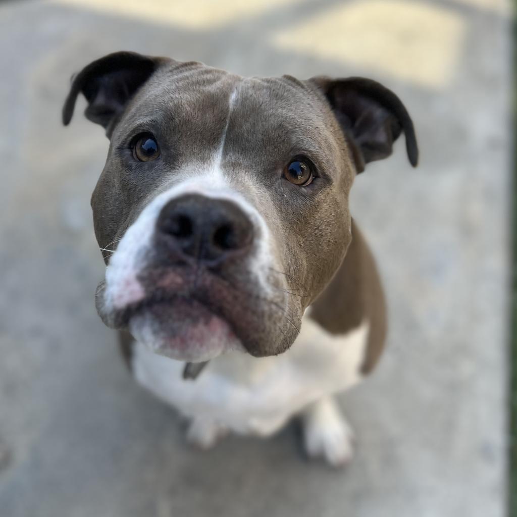 Enlarge Rocco, a Adoptable American Staffordshire Terrier in Los Angeles, CA image 3/5
