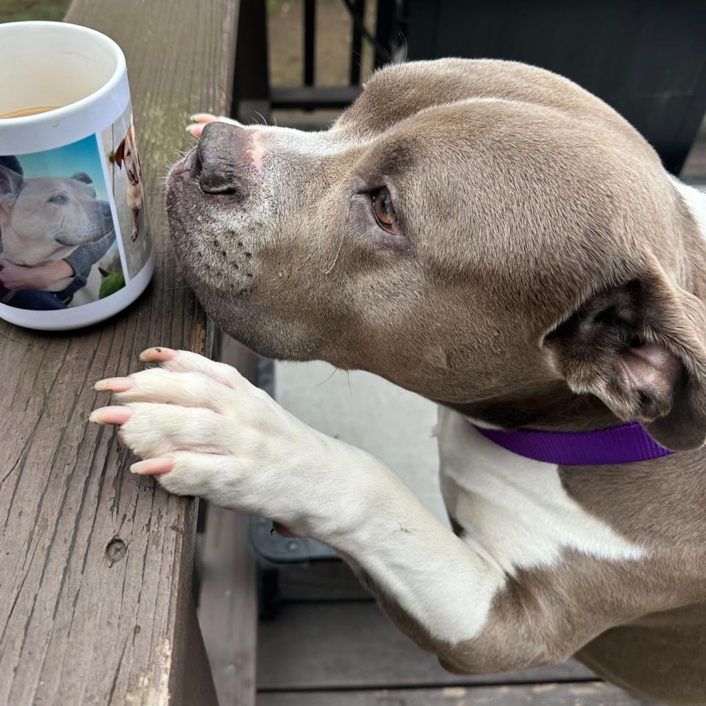 Enlarge Rocco, a Adoptable American Staffordshire Terrier in Los Angeles, CA image 5/5