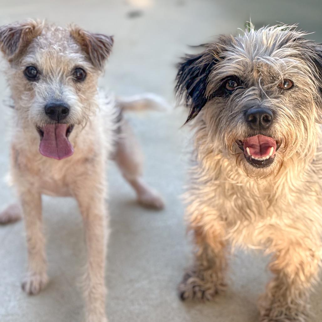 Enlarge Mia, a Adoptable Jack Russell Terrier in Golden, CO image 1/6