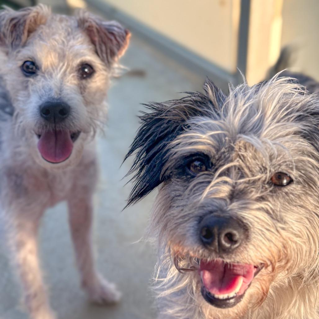 Enlarge Mia, a Adoptable Jack Russell Terrier in Golden, CO image 2/6