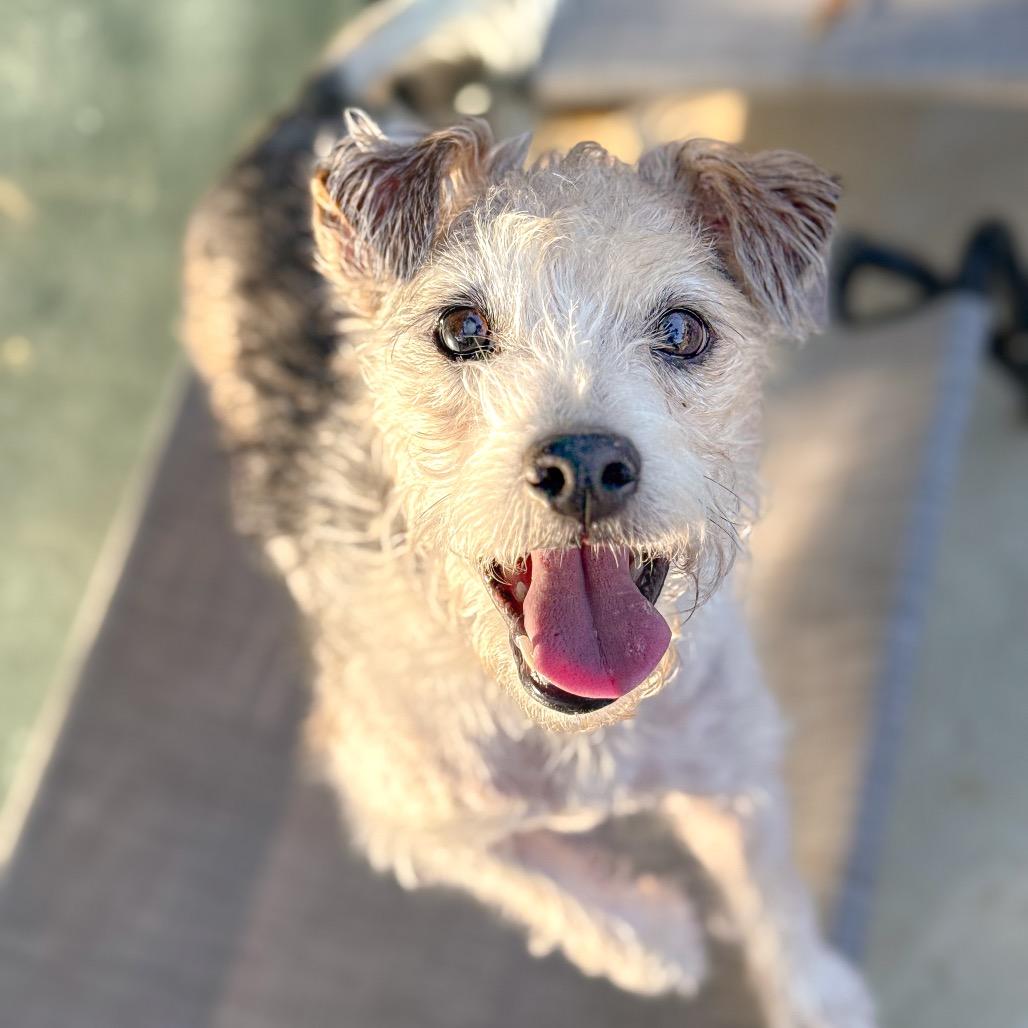 Enlarge Mia, a Adoptable Jack Russell Terrier in Golden, CO image 3/6