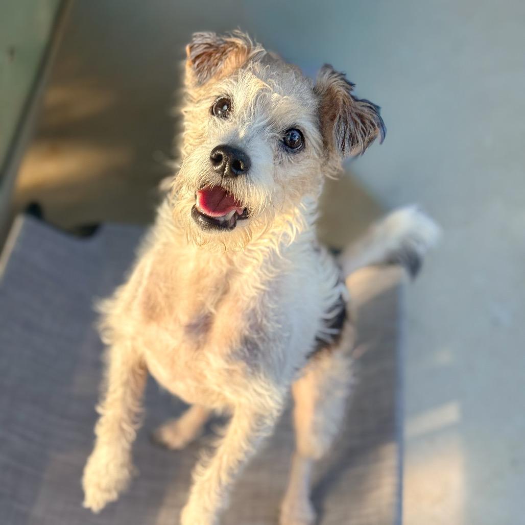 Enlarge Mia, a Adoptable Jack Russell Terrier in Golden, CO image 4/6