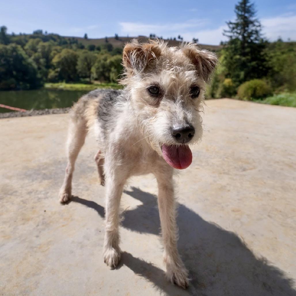Enlarge Mia, a Adoptable Jack Russell Terrier in Golden, CO image 5/6
