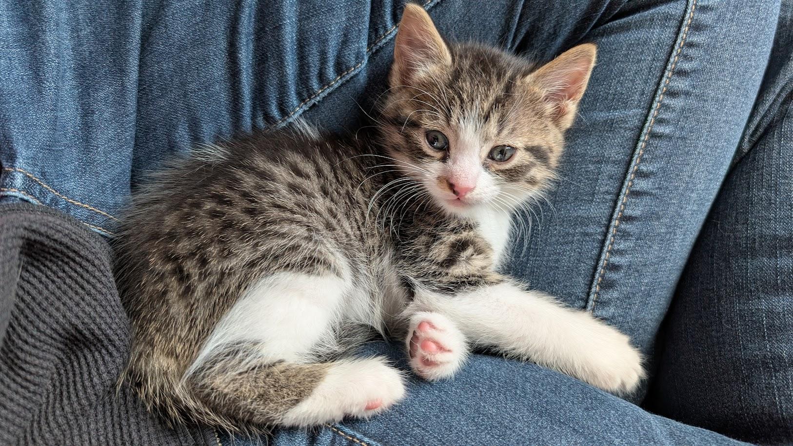 Birch, a Adoptable Domestic Short Hair in Bordentown, NJ image 2/4
