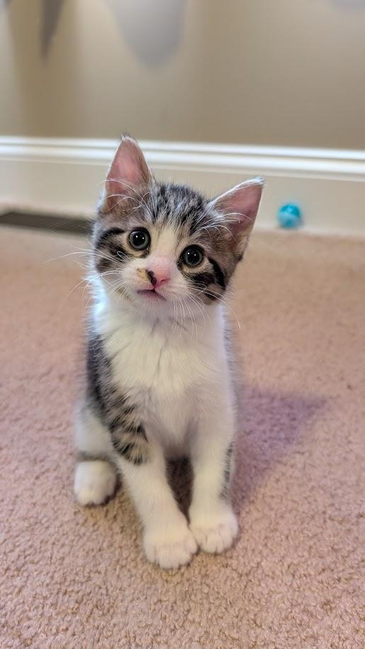 Birch, Adoptable, Kitten Male Domestic Short Hair.