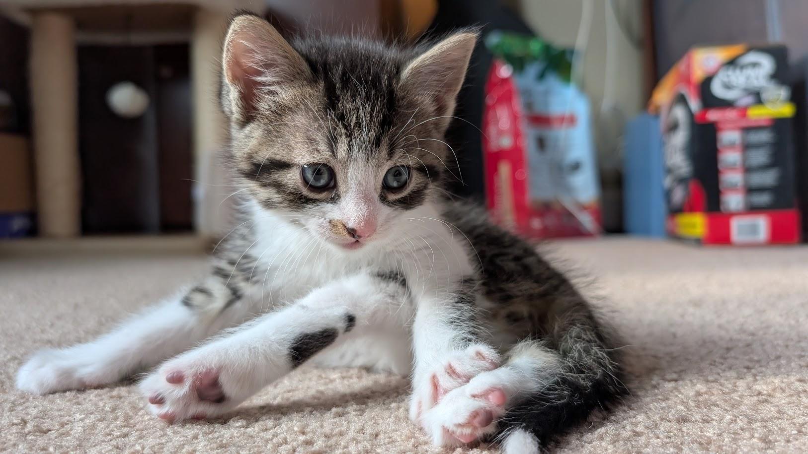 Birch, a Adoptable Domestic Short Hair in Bordentown, NJ image 3/4