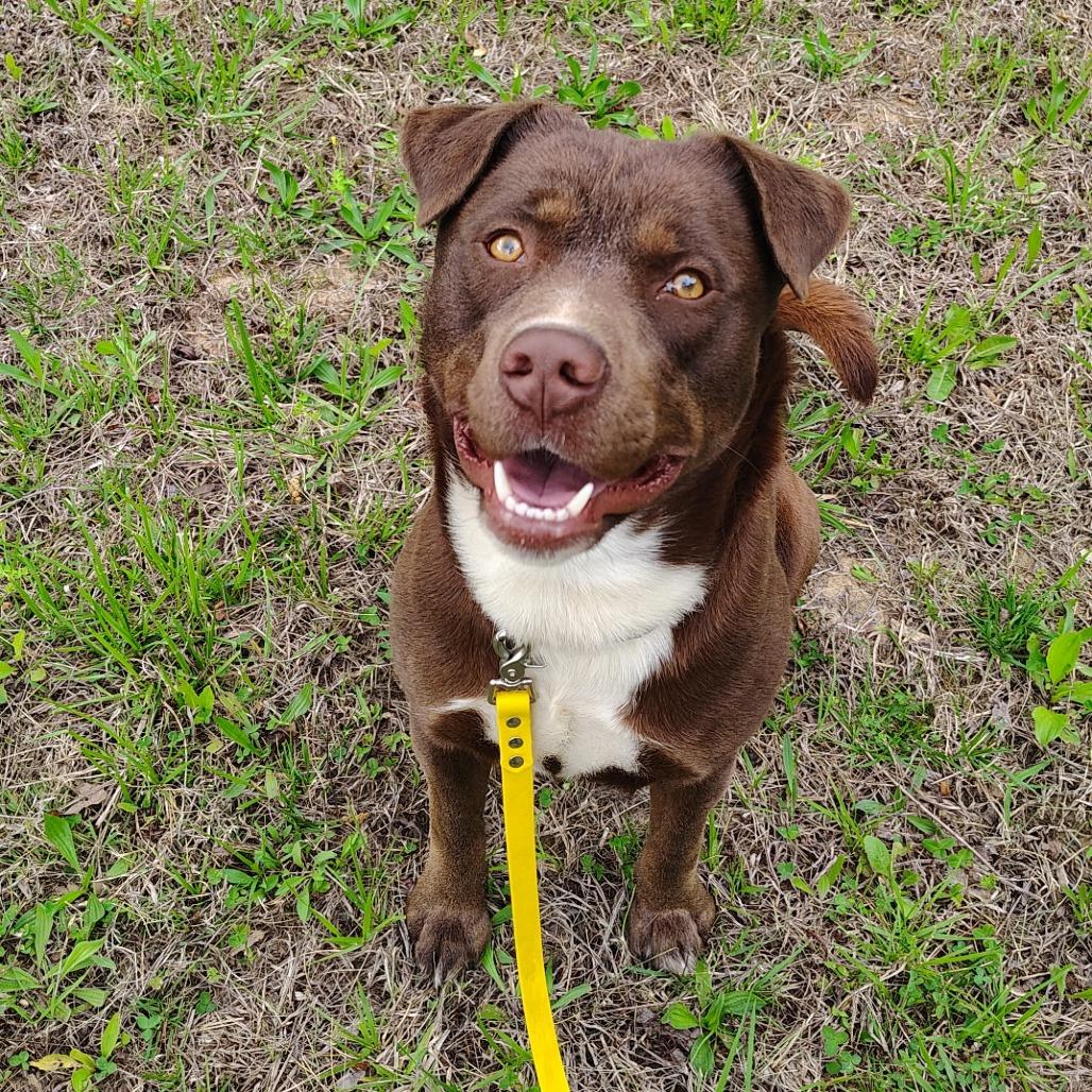 Brownie, Adoptable, Adult Male Mixed Breed.